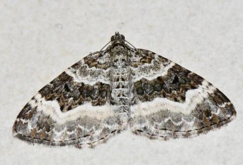 Réf. 290 583 : Epirrhoe sp.